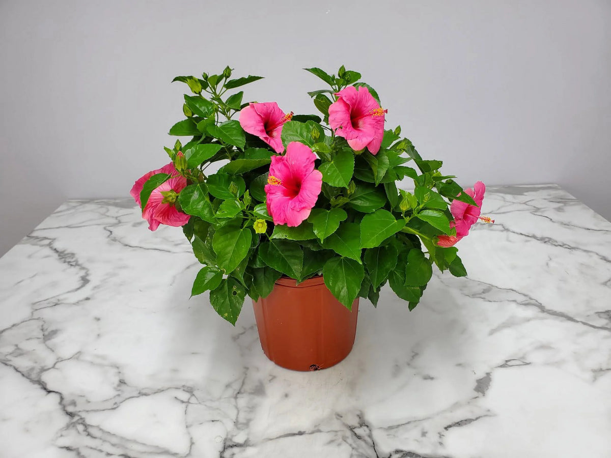 Pink Hibiscus Bush C57099