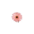 Pink Gerbera Daisies, 80 Stems L9524