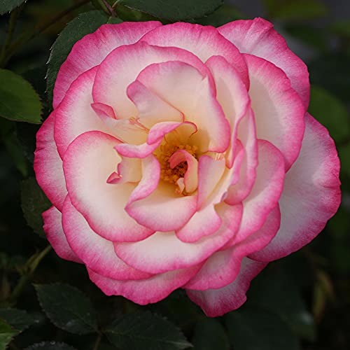 Climbing Rose Plant P22251