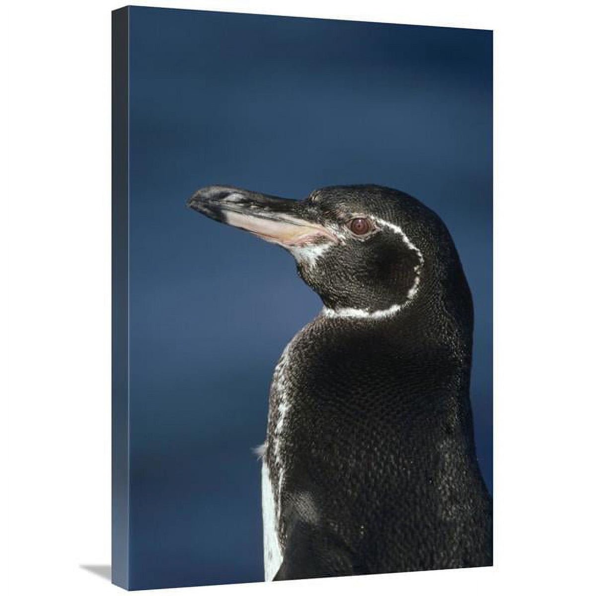 Galapagos Penguin Art Print H2755