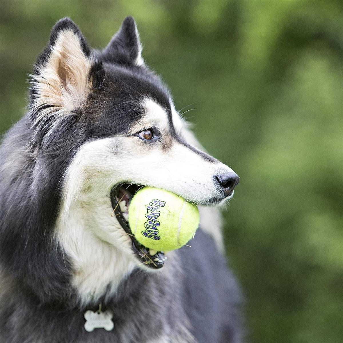 Pet Supplies G48494
