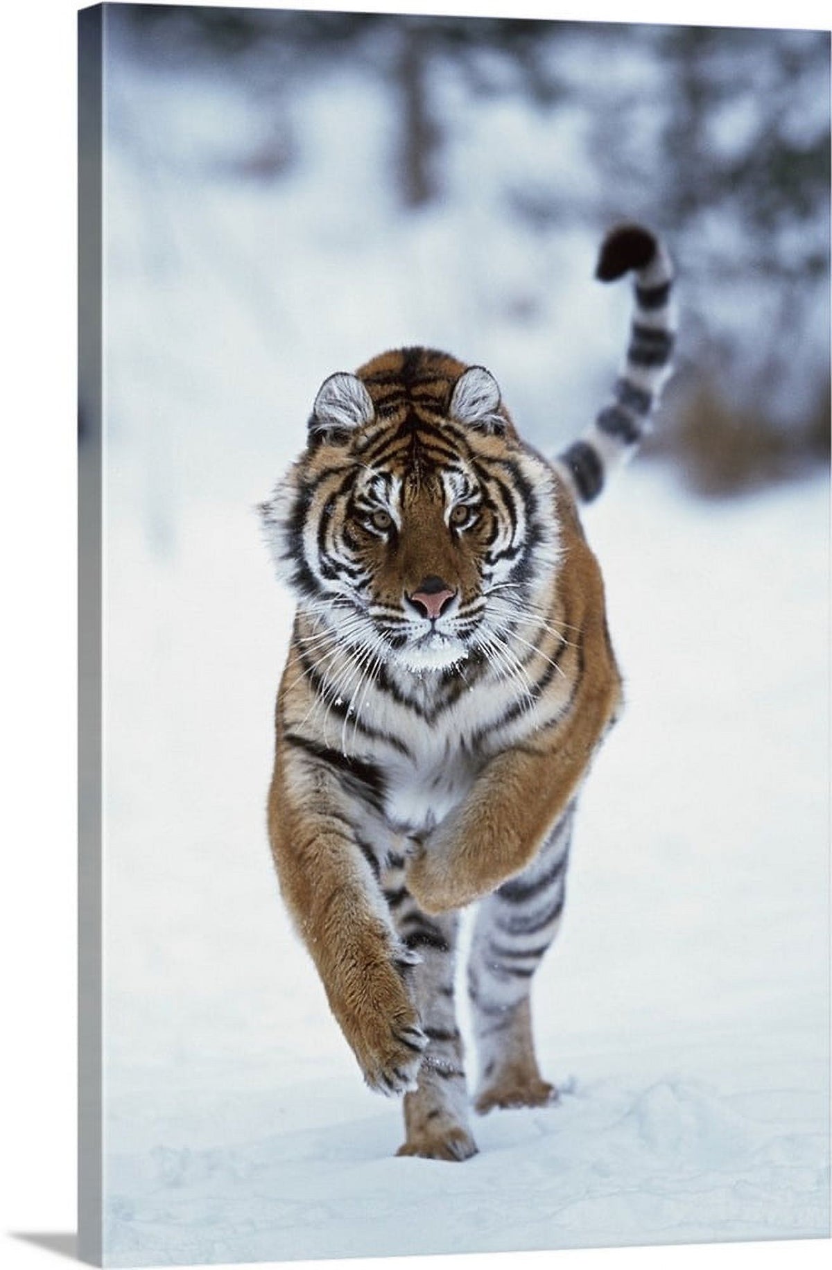 Siberian Tiger Running In The Snow Canvas Wall Art 16x24 C966868