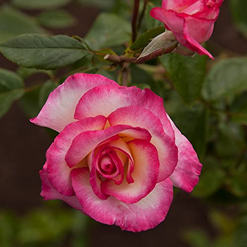 Climbing Rose Plant P22251