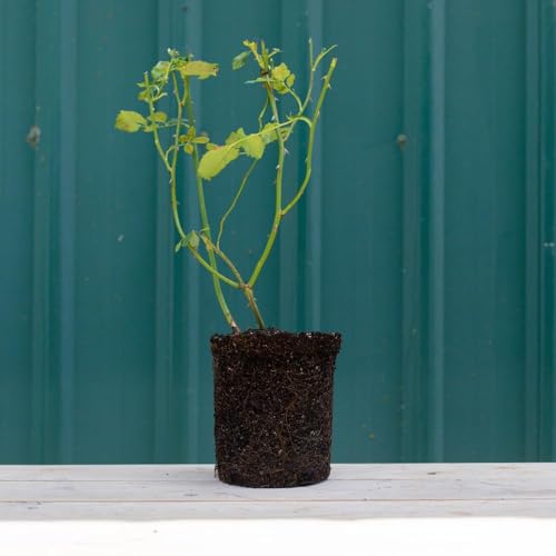 Climbing Rose Plant P22251