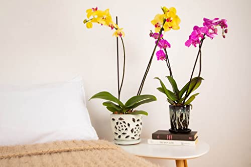 5 inch Ceramic Orchid Pot with Holes S867