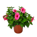 Pink Hibiscus Bush C57099