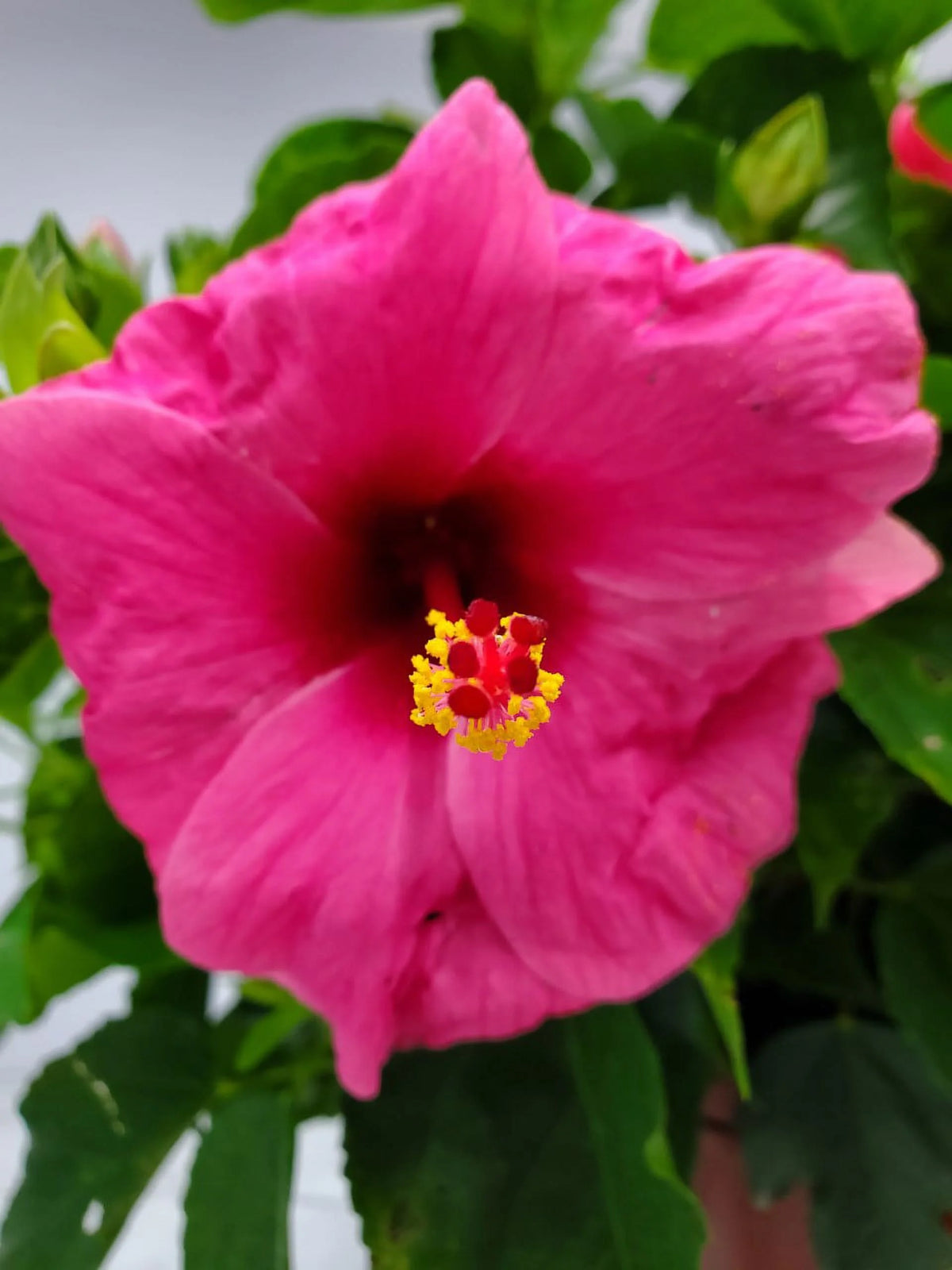 Pink Hibiscus Bush C57099