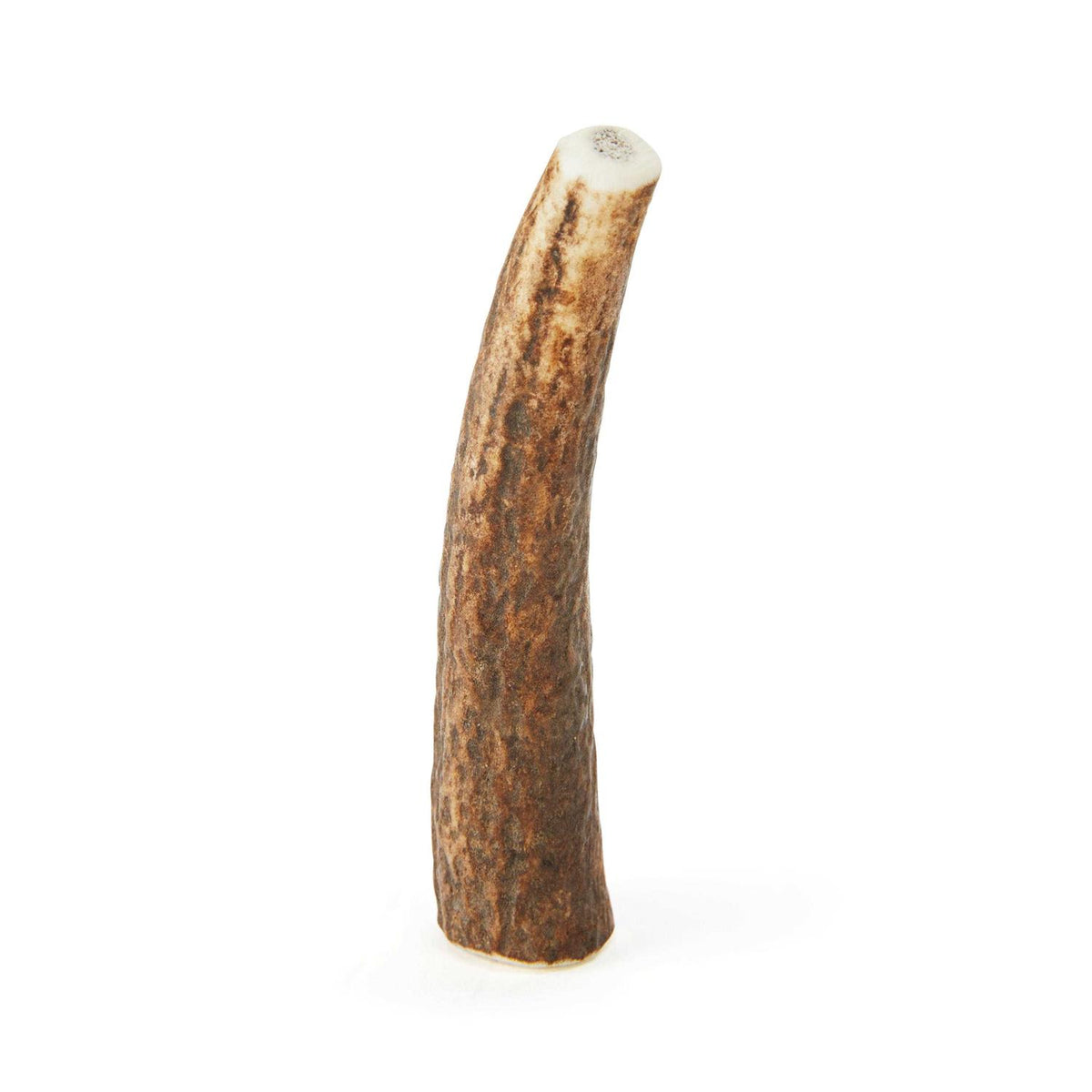 Whole Elk Antler Dog Chew Z603