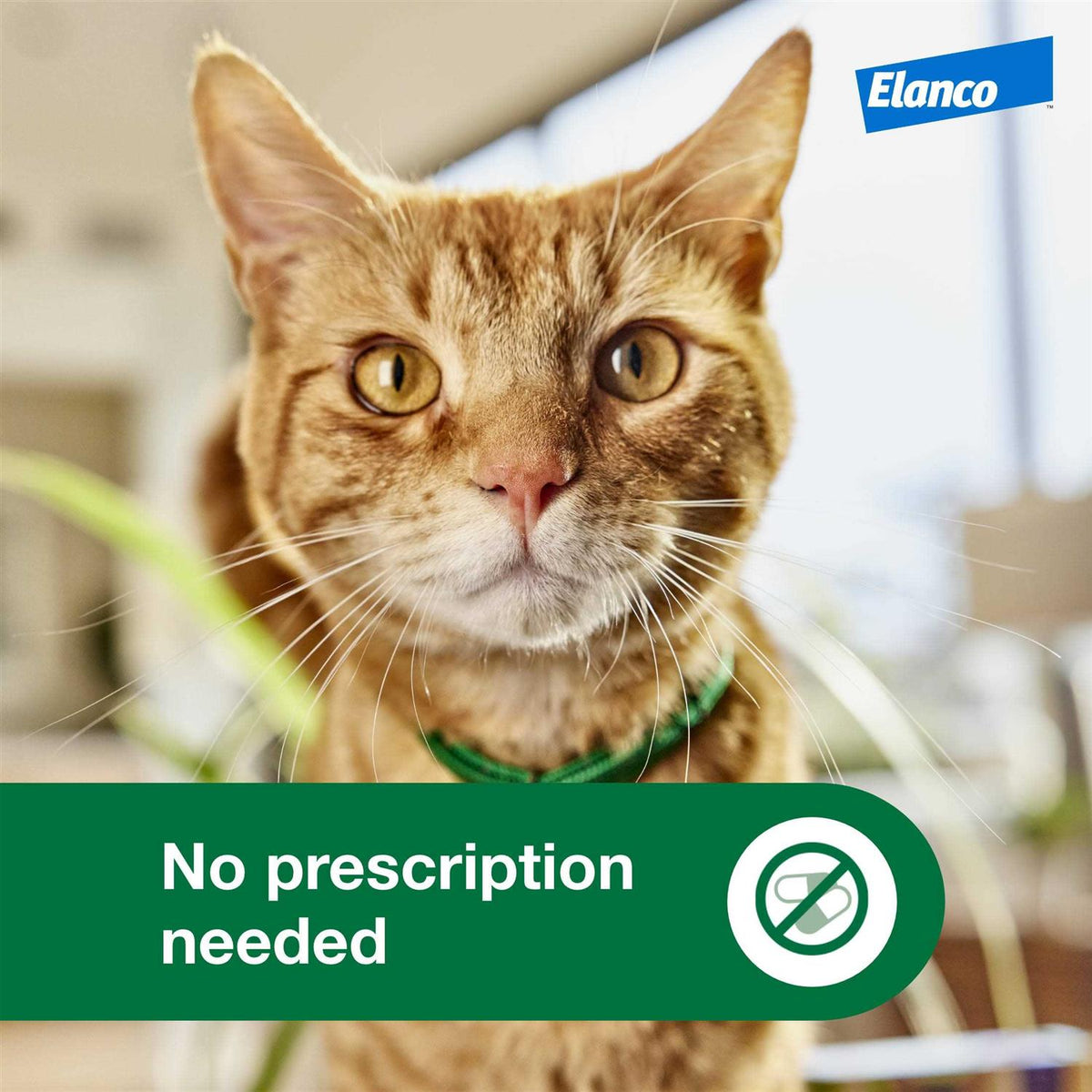 Cat Flea Prevention & Treatment U8251